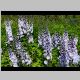 Culzean Castle Delphinium.JPG